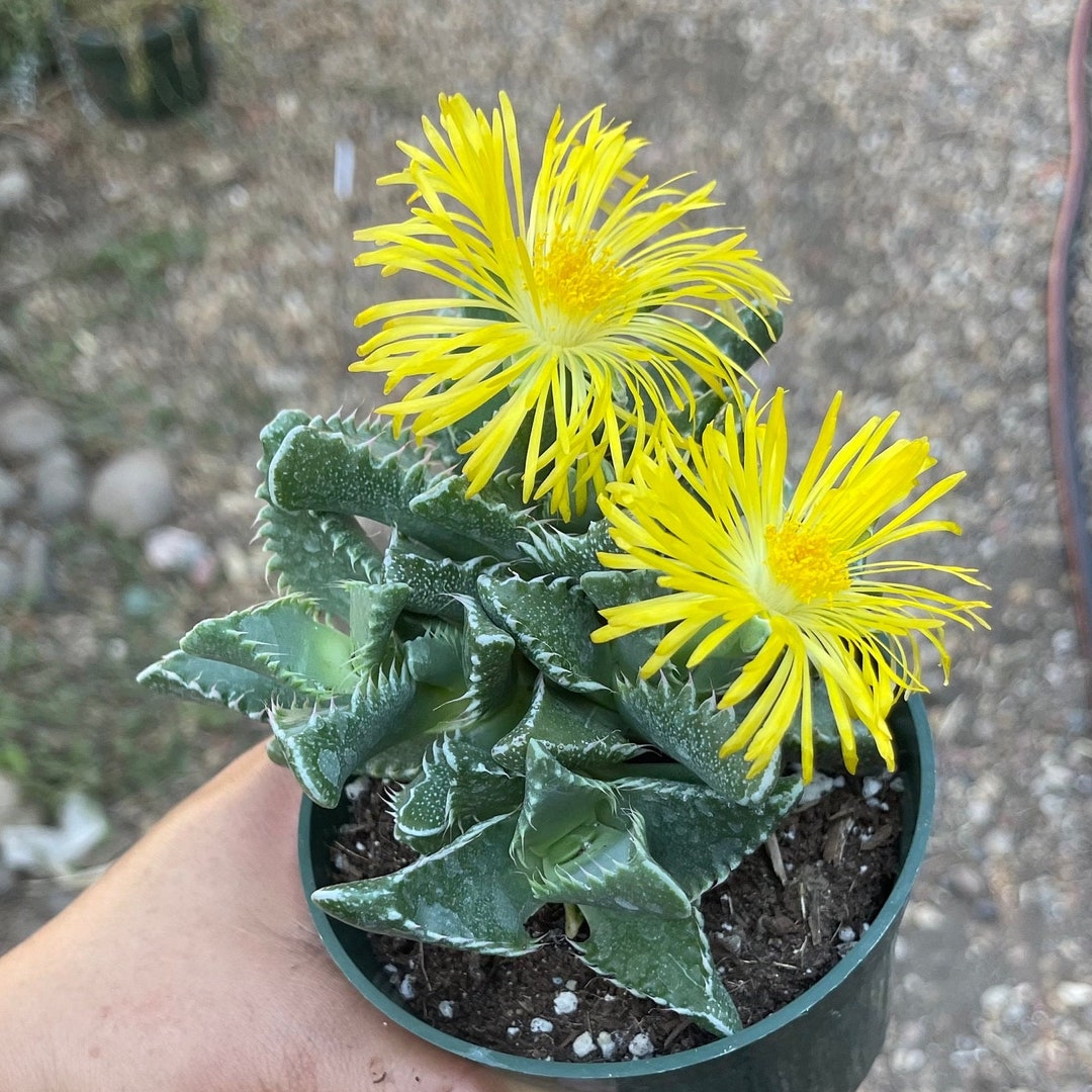 2-faucaria-felina-tiger-jaw-shark-jaw-rare-succulent-plant-etsy