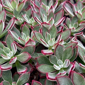 Echeveria Red Devotion Succulent Plant
