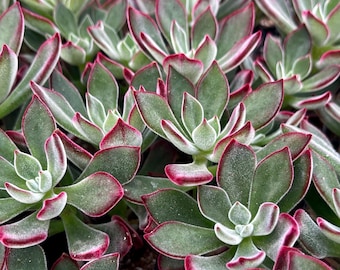 Echeveria Red Devotion Succulent Plant