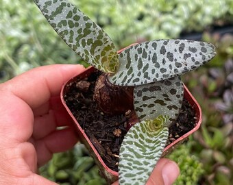 Ledebouria socialis 'Silver Squill' Plant