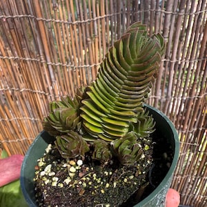 Rare Crassula Buddha’s Temple Succulent Plant