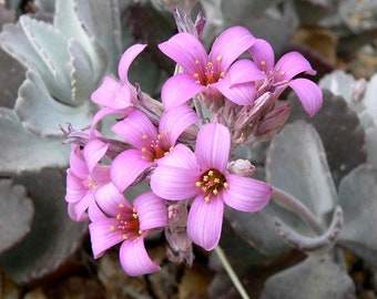 Kalanchoe pumila 'Flower Dust Plant' Succulent