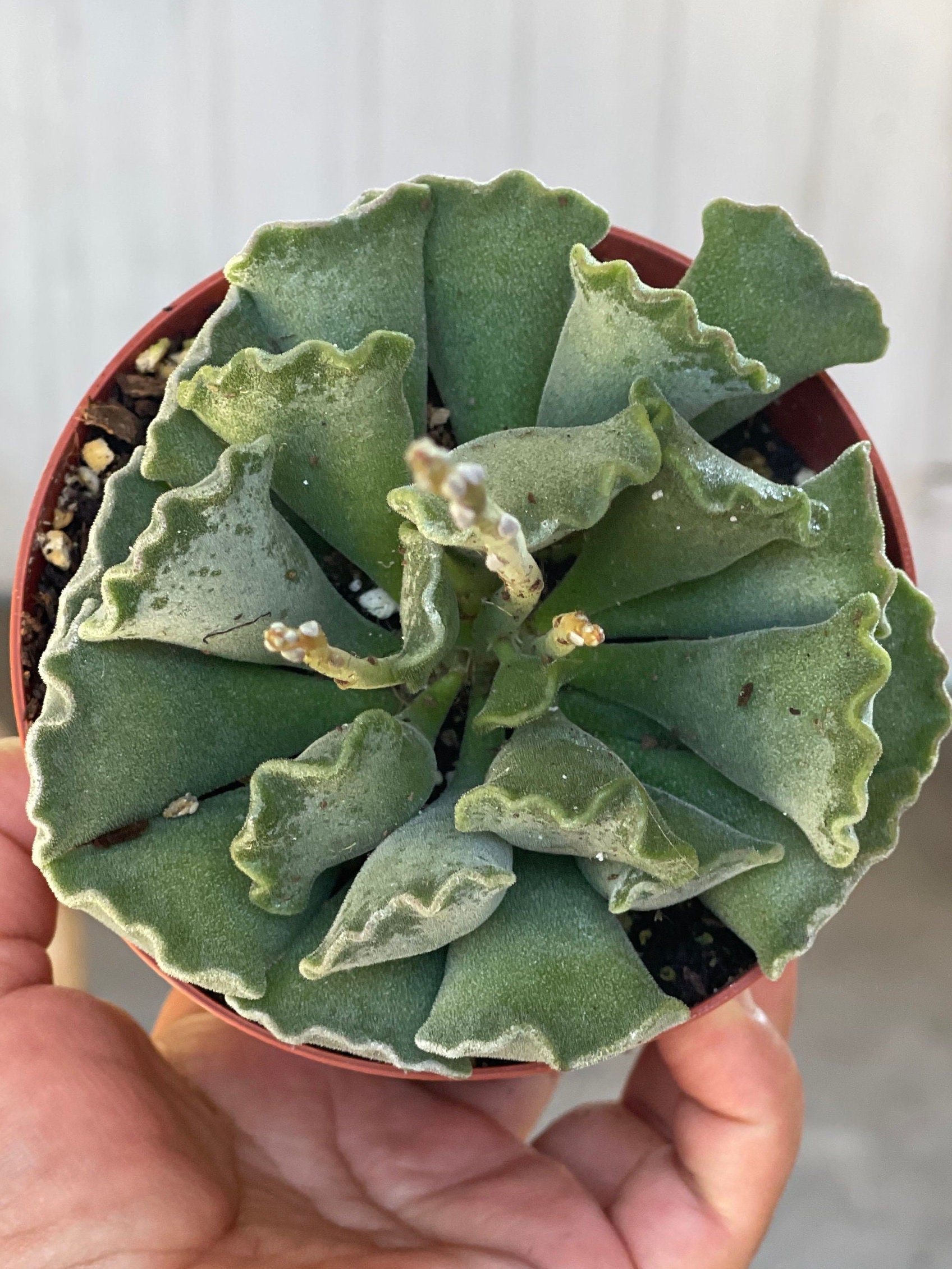 Adromischus Cristatus Crinkle Leaf Plant Keylime Pie - Etsy