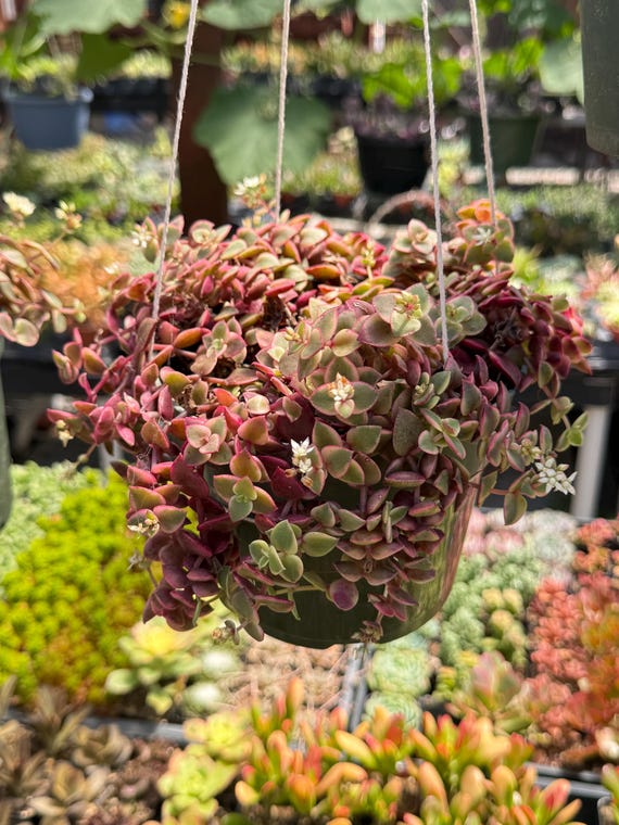 Crassula Pellucida Variegata/ Calico Kitten Succulent Plant - Etsy