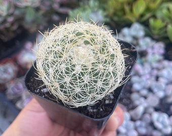 3” Neoporteria Nidus F. Senilis Cactus