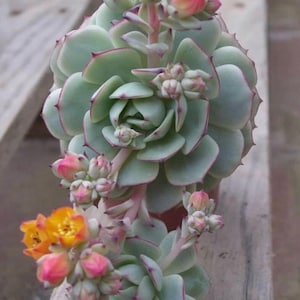 Echeveria derenbergii &#39;Painted Lady&#39;’ Succulen