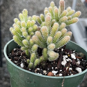 May include: A small green cactus plant with white spines growing in a green plastic pot. The cactus has a unique branching growth pattern.