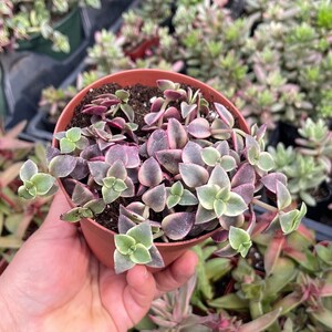 Crassula Pellucida Variegata/ Calico Kitten Succulent Plant - Etsy