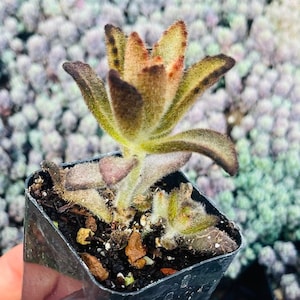 Chocolate Soldier Kalanchoe Tomentosa 4”pot