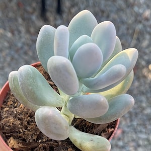 Pachyphytum Oviferum Blue Moonstone Succulents