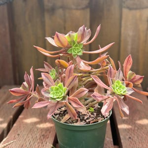 Aeonium Leucoblepharum Succulent Plant