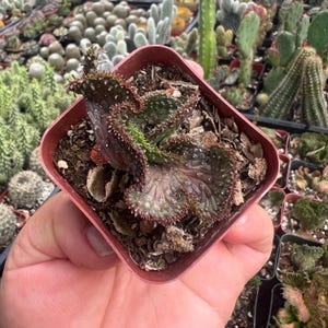 Euphorbia Flanaganii F. Cristata Crested Cactus Rare Succulent
