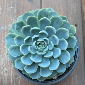 Echeveria Elegans “ Mexican Snow Ball”