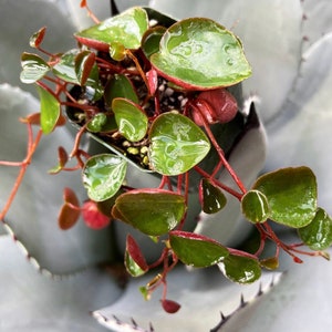 May include: A small potted plant with green leaves and red stems. The leaves are heart-shaped and have a glossy finish. The plant is sitting on a light gray surface.
