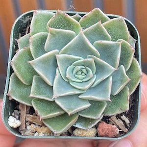 2” Graptopetalum Bellum // Tacitus Bellus