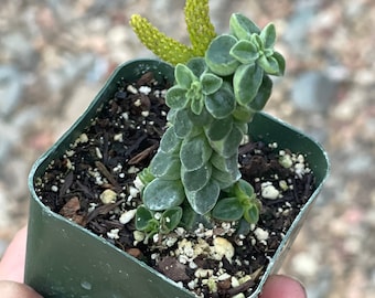 Peperomia Columella Rare