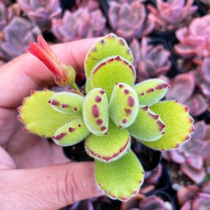 Cotyledon tomentosa ssp. tomentosa - Bear’s Paw  Succulent Plant