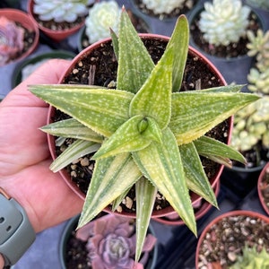 4” Gasteraloe Green Gold Variegated