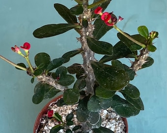 Crown of Thorns (Euphorbia Milii)