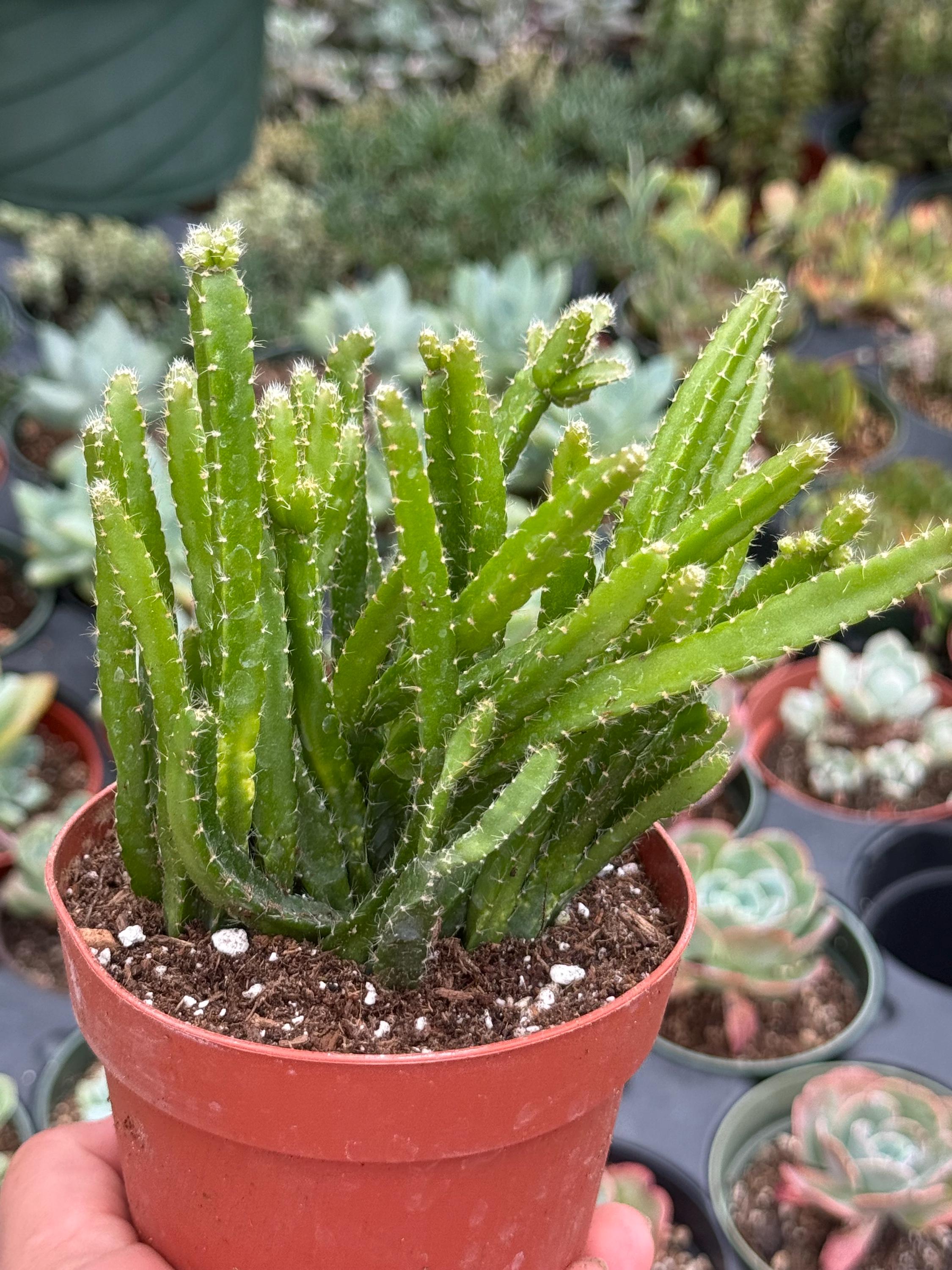 my sweet tea room　ripsalis リプサリス my sweet tea room ripsalis リプサリス Rhipsalis Prismatica - Etsy