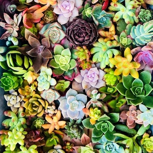 succulent cuttings succulent clippings succulent plants colorful succulent cuttings bulk succulents wholesale succulent plants