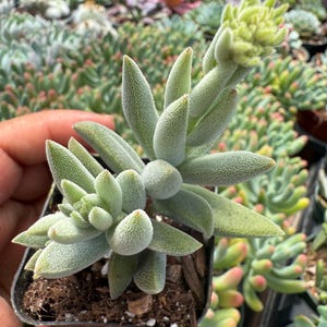 May include: Close-up of a small succulent plant with light green, fuzzy leaves and a budding flower. The plant is in a small black pot, surrounded by other succulents in a greenhouse setting. The leaves have a unique, textured appearance.