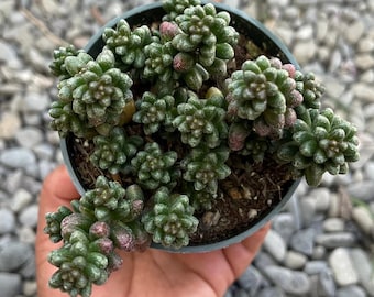 Rare Sedum Succulent Cluster 4” Pot | Live Succulent Plant | Trailing Baby Toes Style | Easy Care Indoor Plant | Unique Gifs | Furfuraceum