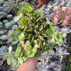 May include: A succulent plant with small, round, green leaves with a hint of pink. The plant is in a black pot and is being held by a hand.