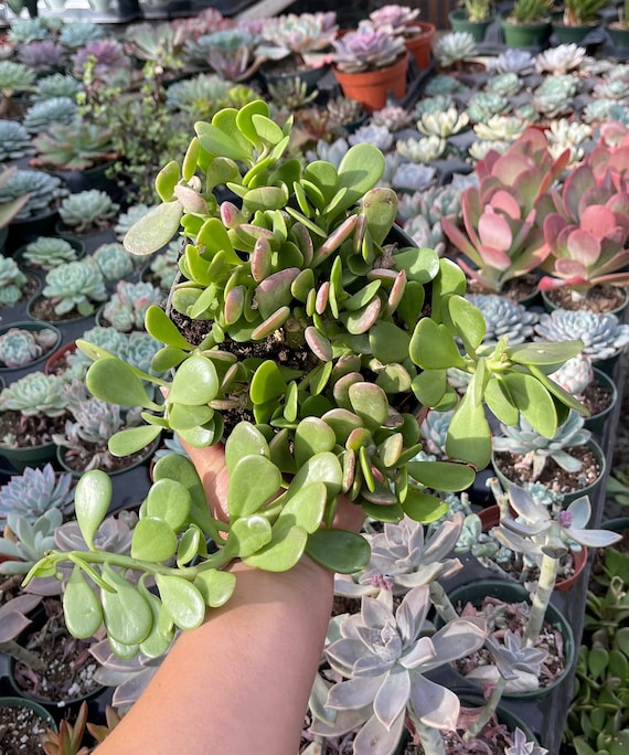 Seneccio Jacobsenii Trailing Jade Succulent Plant 4”pot - Etsy