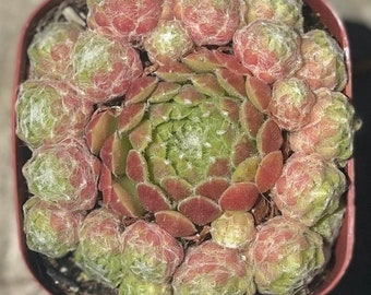 2” Sempervivum arachnoideum