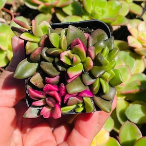 Sunrise Variegata