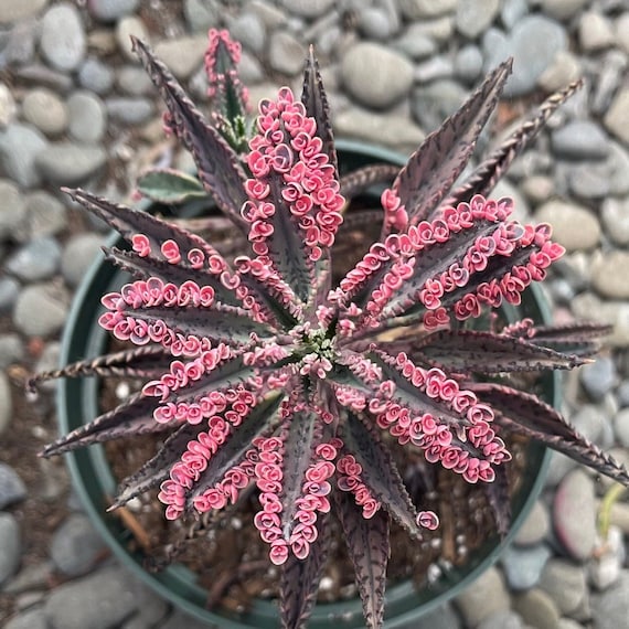 Kalanchoe Pink Butterfly - Etsy