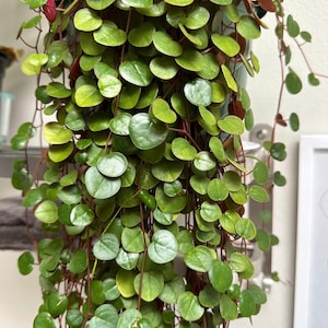 May include: A trailing plant with small, round, green leaves. The leaves are densely packed on the stems, which are a reddish-brown color.