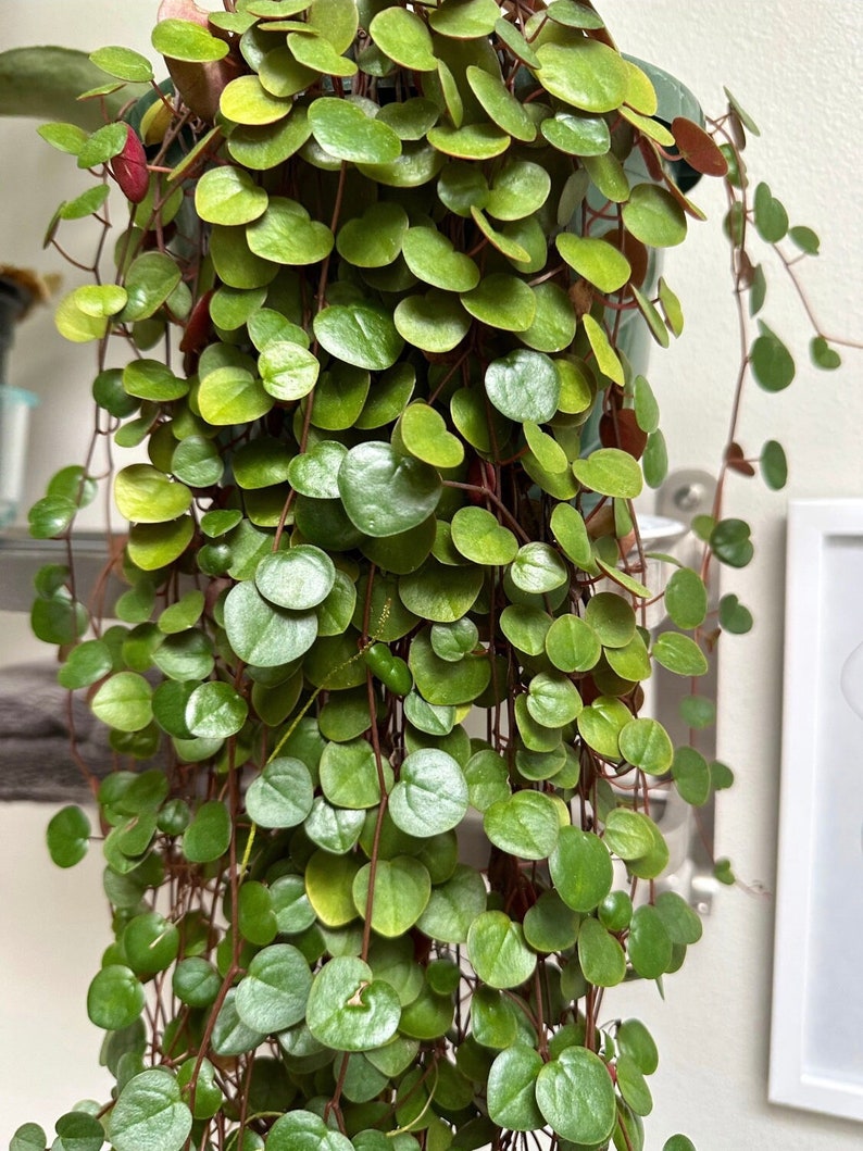 May include: A trailing plant with small, round, green leaves. The leaves are densely packed on the stems, which are a reddish-brown color.