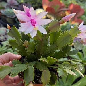 Thanksgiving Cactus (Schlumbergera bridgesii)