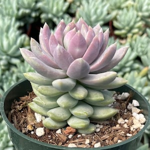 Lilac Mist