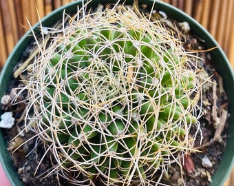 4” Mammillaria Decipiens