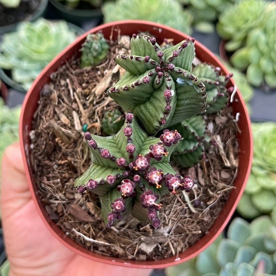 Euphorbia Anoplia - Tanzanian Zipper Plant - Etsy