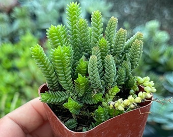 2" Crassula Muscosa