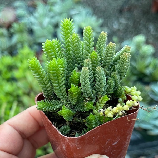 2" Crassula Muscosa