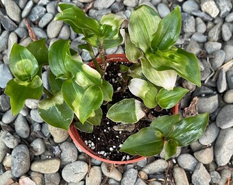 Rare Tradescantia Blushing Bride succulent