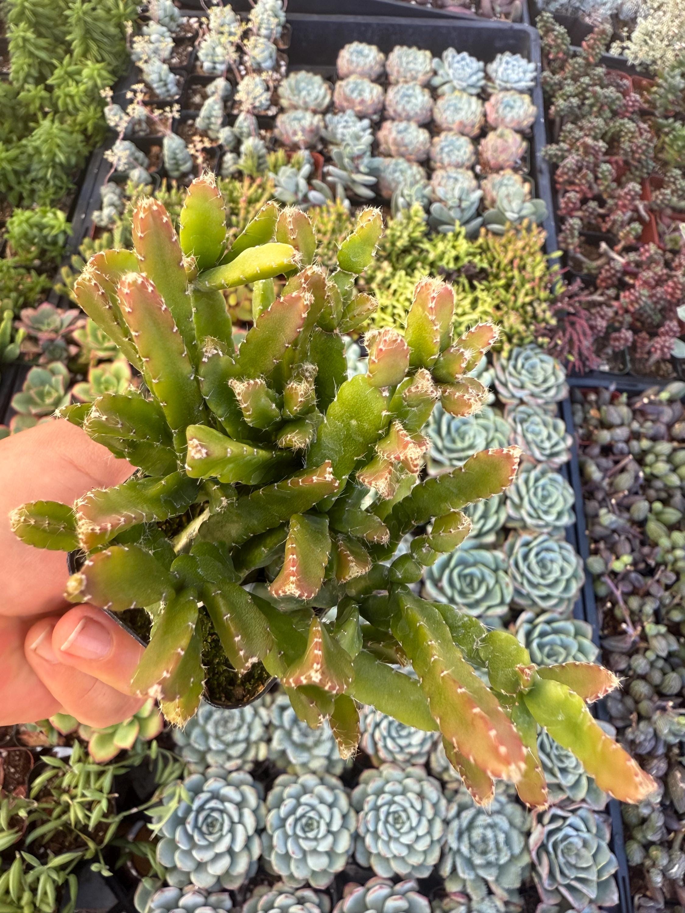my sweet tea room　ripsalis リプサリス Rhipsalis Prismatica - Etsy