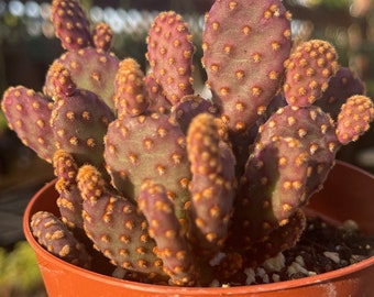 Mini Cinnamon Cactus Opuntia Rufiada Minima Rare Succulent Live Plant Cactus Indoor \ Outdoor Cactus Plant Succulents Rooted