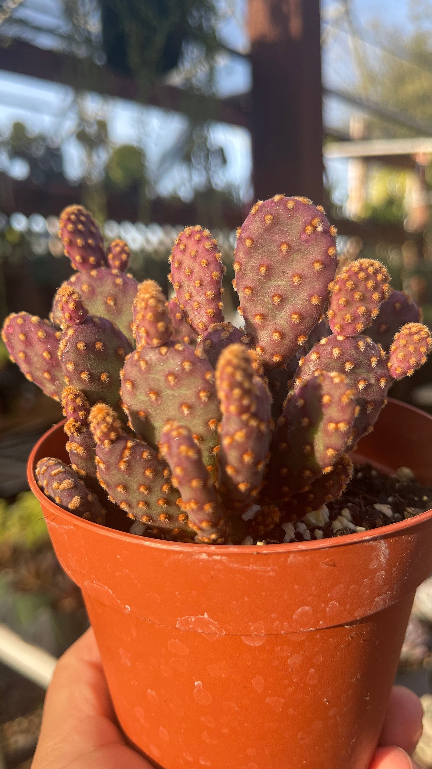 7 Pièces Mini-ornements De Voiture De Cactus De Résine, Décoration De  Micro-paysage, Ornements De Plante Succulente De Table Intérieure, Mode en  ligne