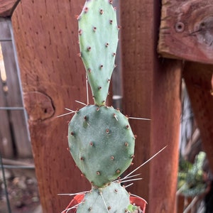 2 Opuntia Azurea image 3