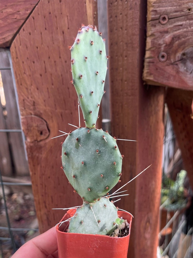 2 Opuntia Azurea image 3