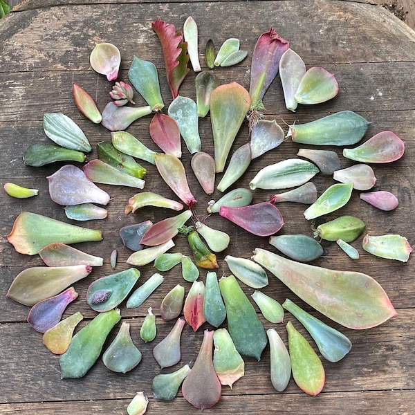 25-30 Assorted Succulent Leaves for Propagating