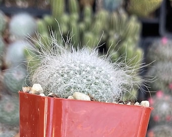 2”  Mammillaria Hahniana