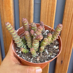 May include: A small, round, terracotta-colored pot filled with a succulent plant. The plant has stacked, layered leaves in shades of green and red. The pot is held by a hand, with a wooden fence in the background.