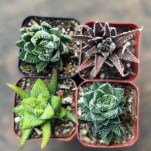 Haworthia Variety Pack